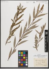Foto von Salix triandra subsp. amygdalina (L.) Schübl. & G. Martens